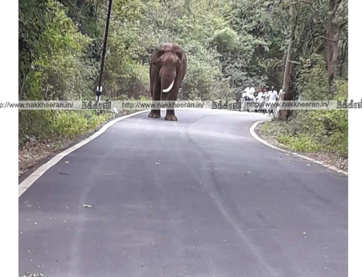 Elephant